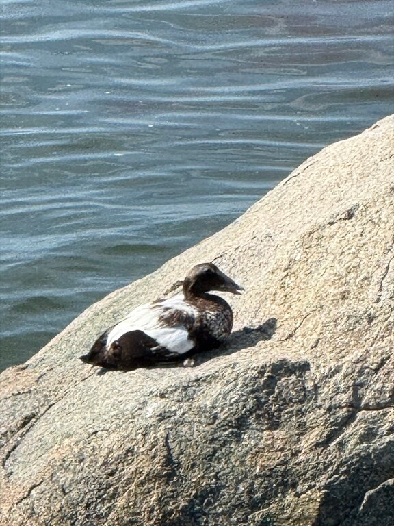 Building Photo - 147 Nahant Rd