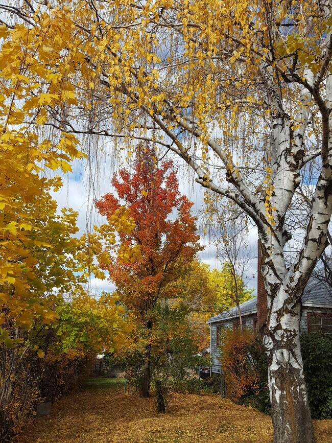 Side Yard - 1296 36th St