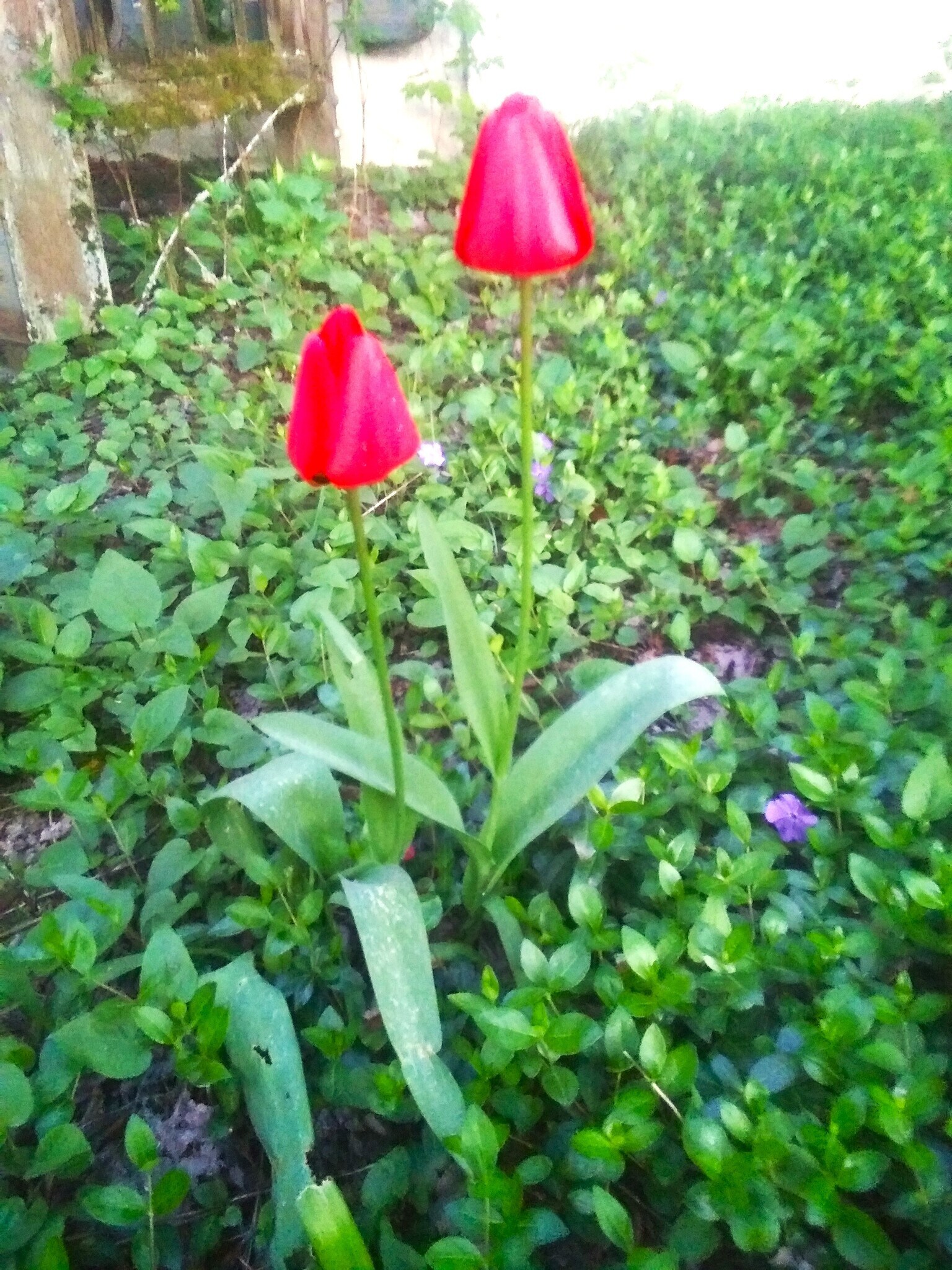 Red Tulips in Spring - 1833 NE 52nd Ave