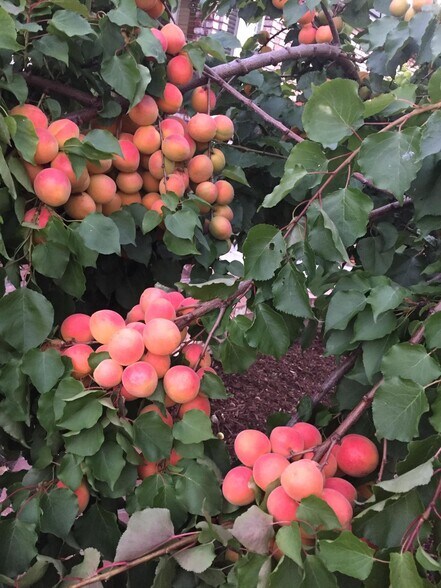 Apricot tree in frontyard - 37449 Rockwood Dr