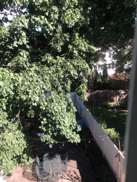 backyard - 5 Wheeler St