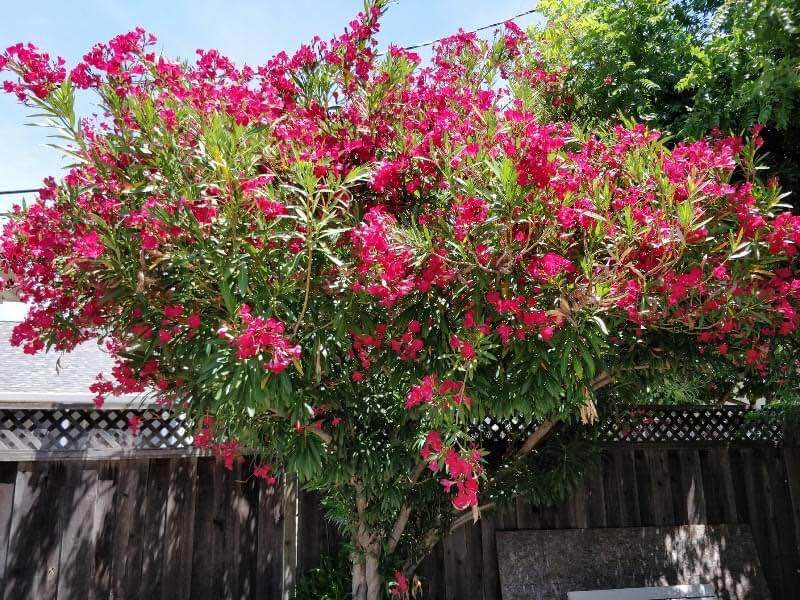 Building Photo - 938 Princess Anne Dr