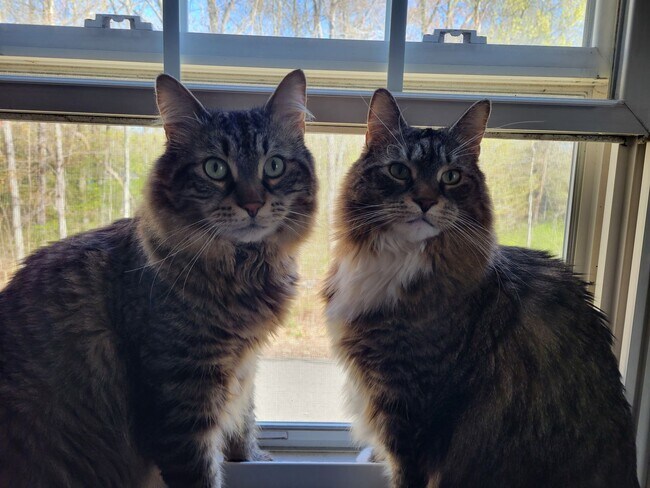 Building Photo - One bedroom apartment for rent in Andover Connecticut!