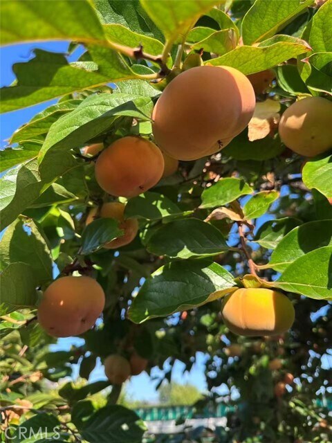 Building Photo - 1126 Highland Oaks Dr