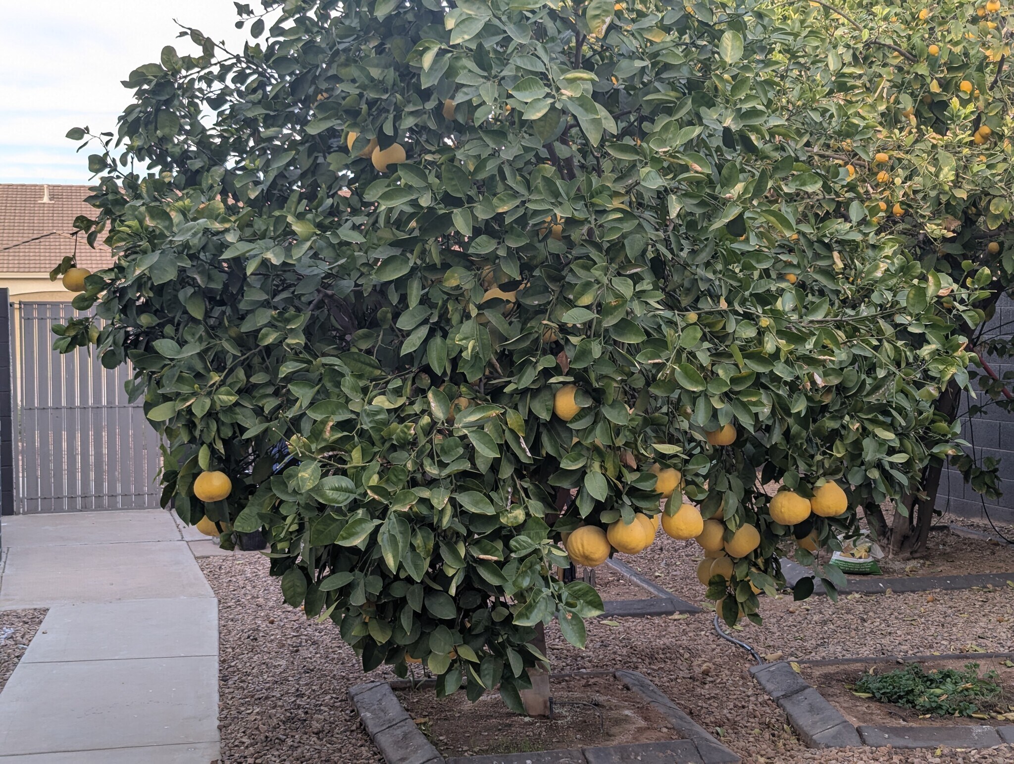 Building Photo - 267 E Smoke Tree Rd