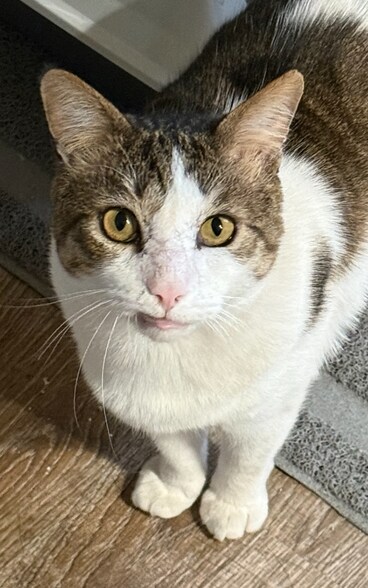 Building Photo - 4828 W Orangewood Ave