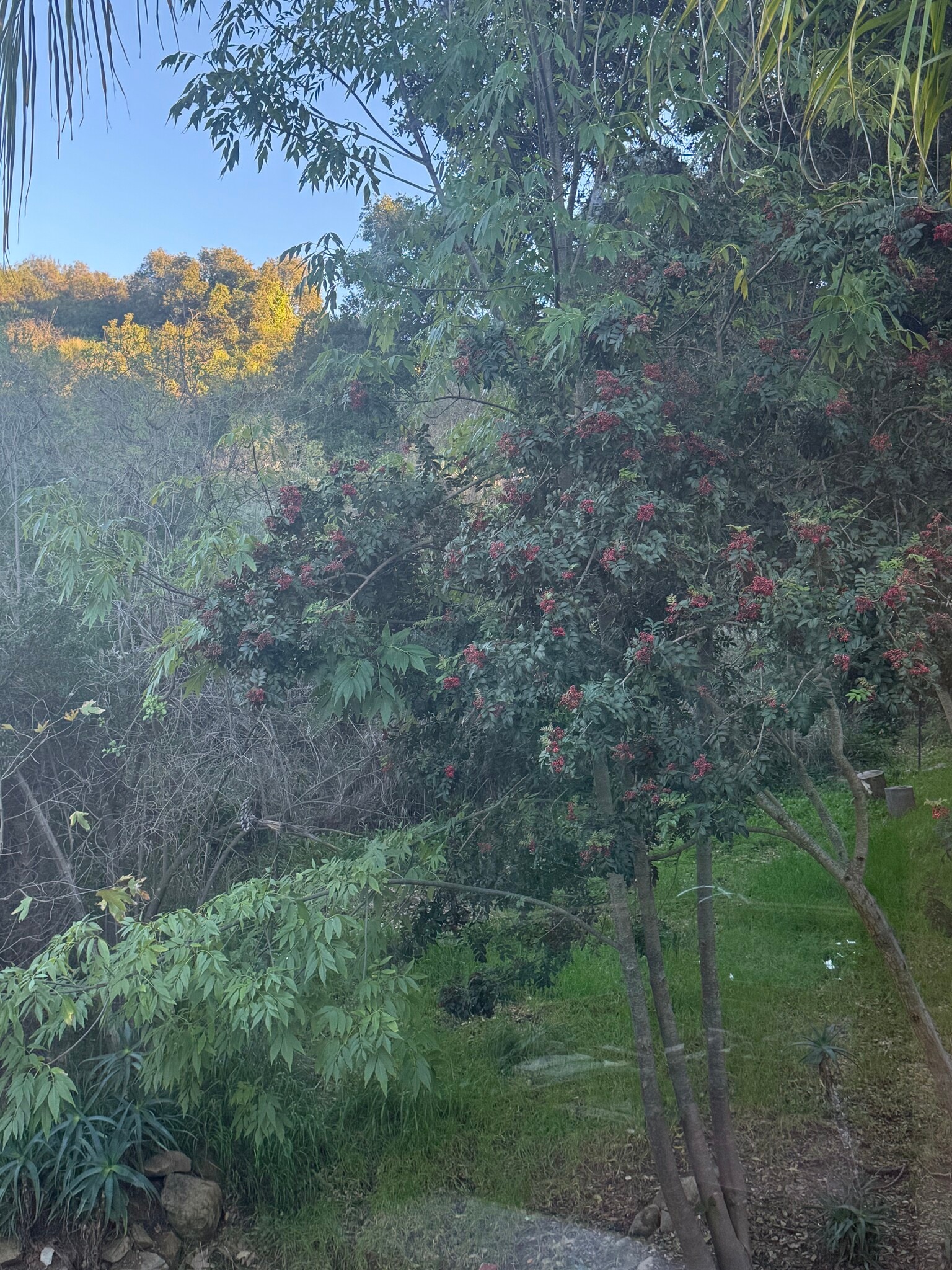 Grounds - 1734 Topanga Skyline Dr