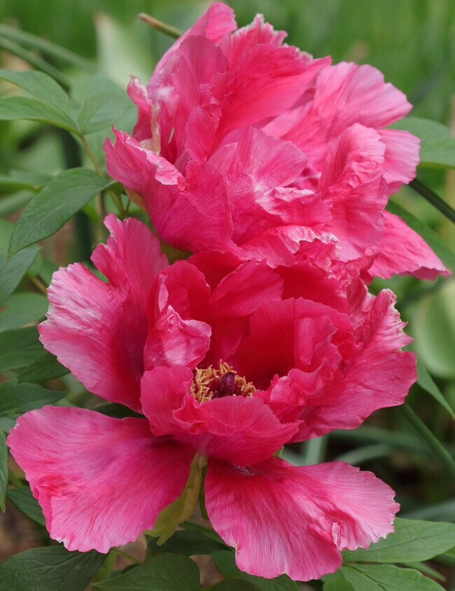 Garden area includes many flowers such as this tree peony. - 73 Swannanoa Ave