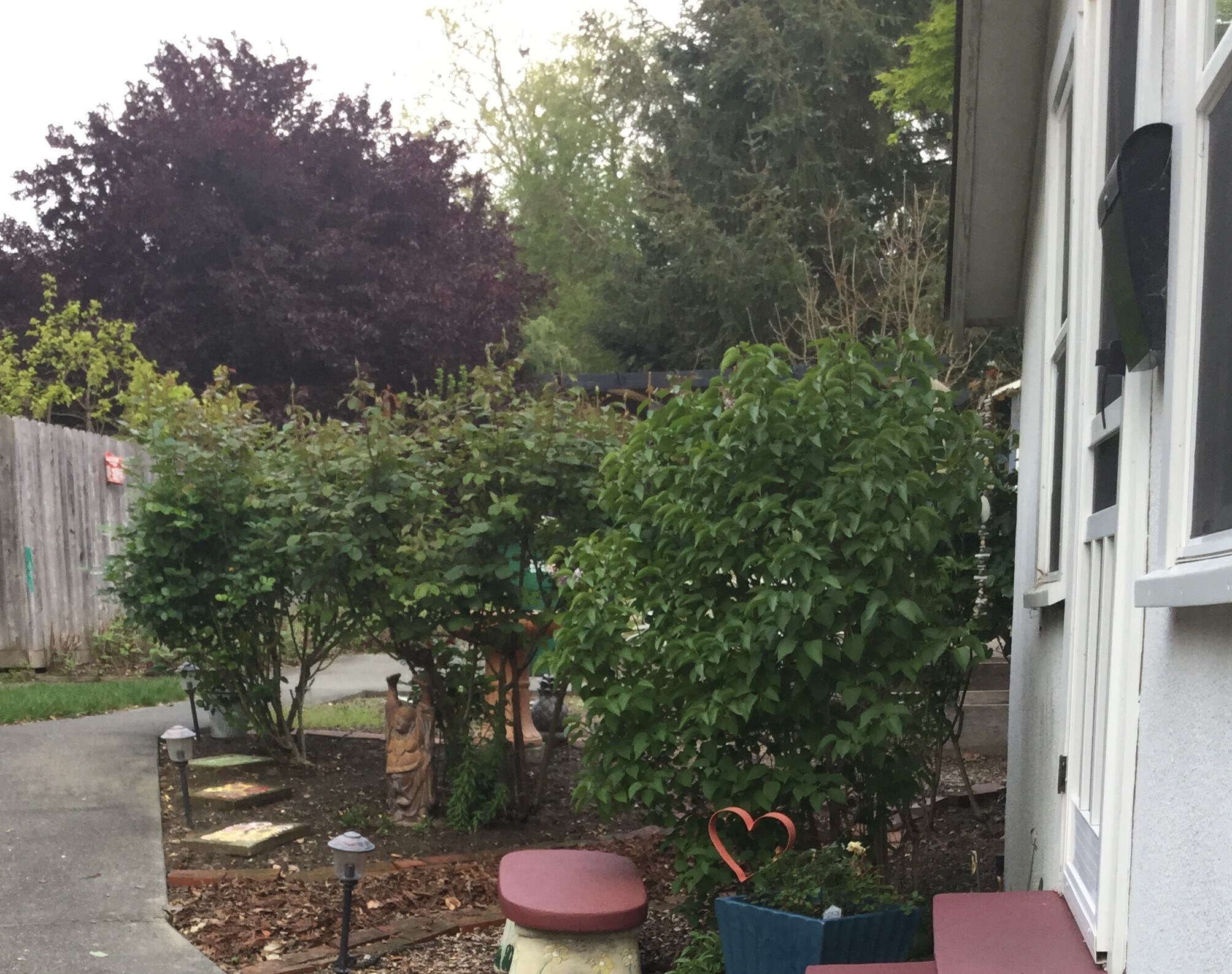 rose garden outside studio - 205 Virginia Ave