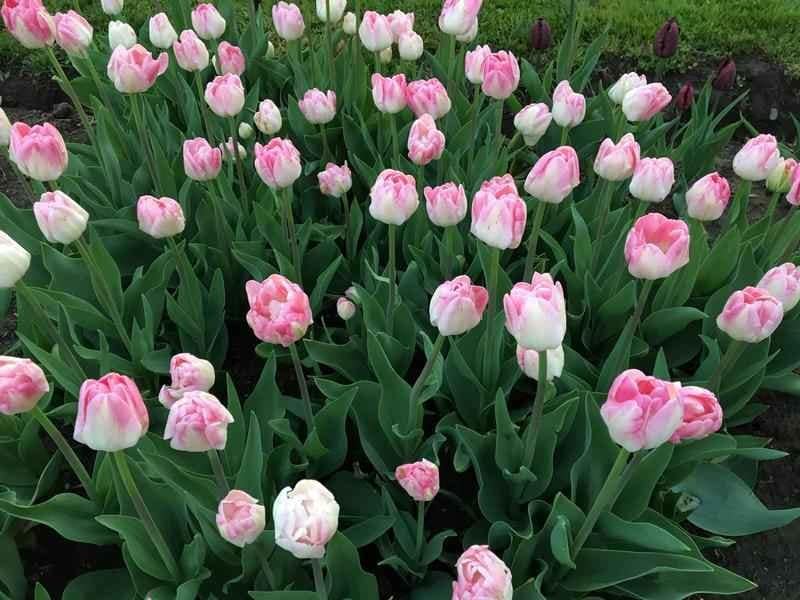 Tulip Festival - 206 Lancaster St