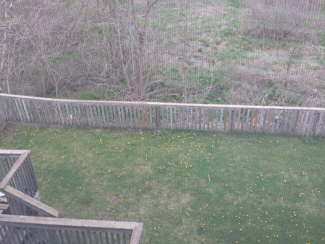 Back yard - 1875 Adams St