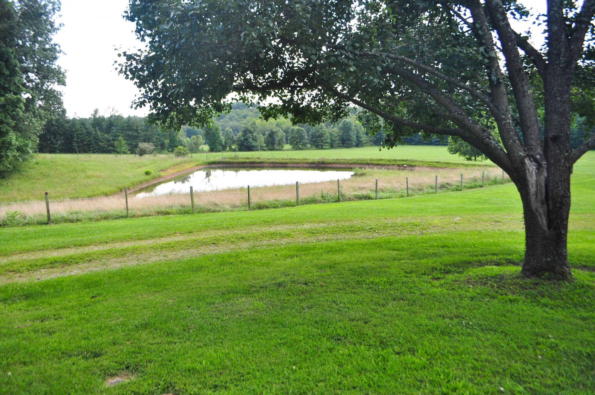 Pond on adjoining property - 7502 Borden Rd