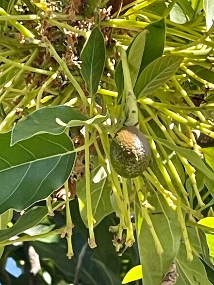 Avocado tree - 459 44th St