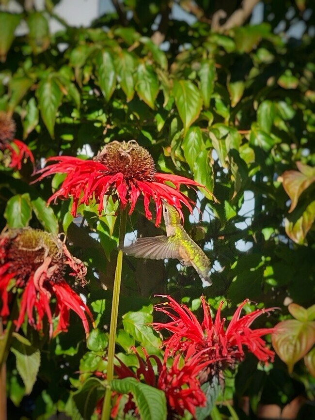 Backyard oasis for hummingbirds - 8120 Kitamat Way