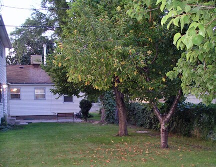 Patio - 401 E Maxwell Ln