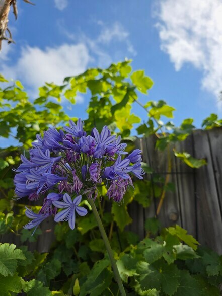 Building Photo - 6097 Charae St