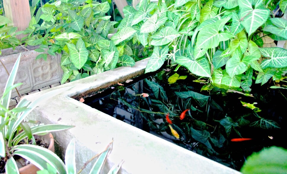 Fish Pond - 2508 Van Buren St