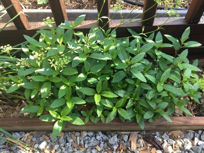 Fresh spearmint - 809 Braselton Hwy