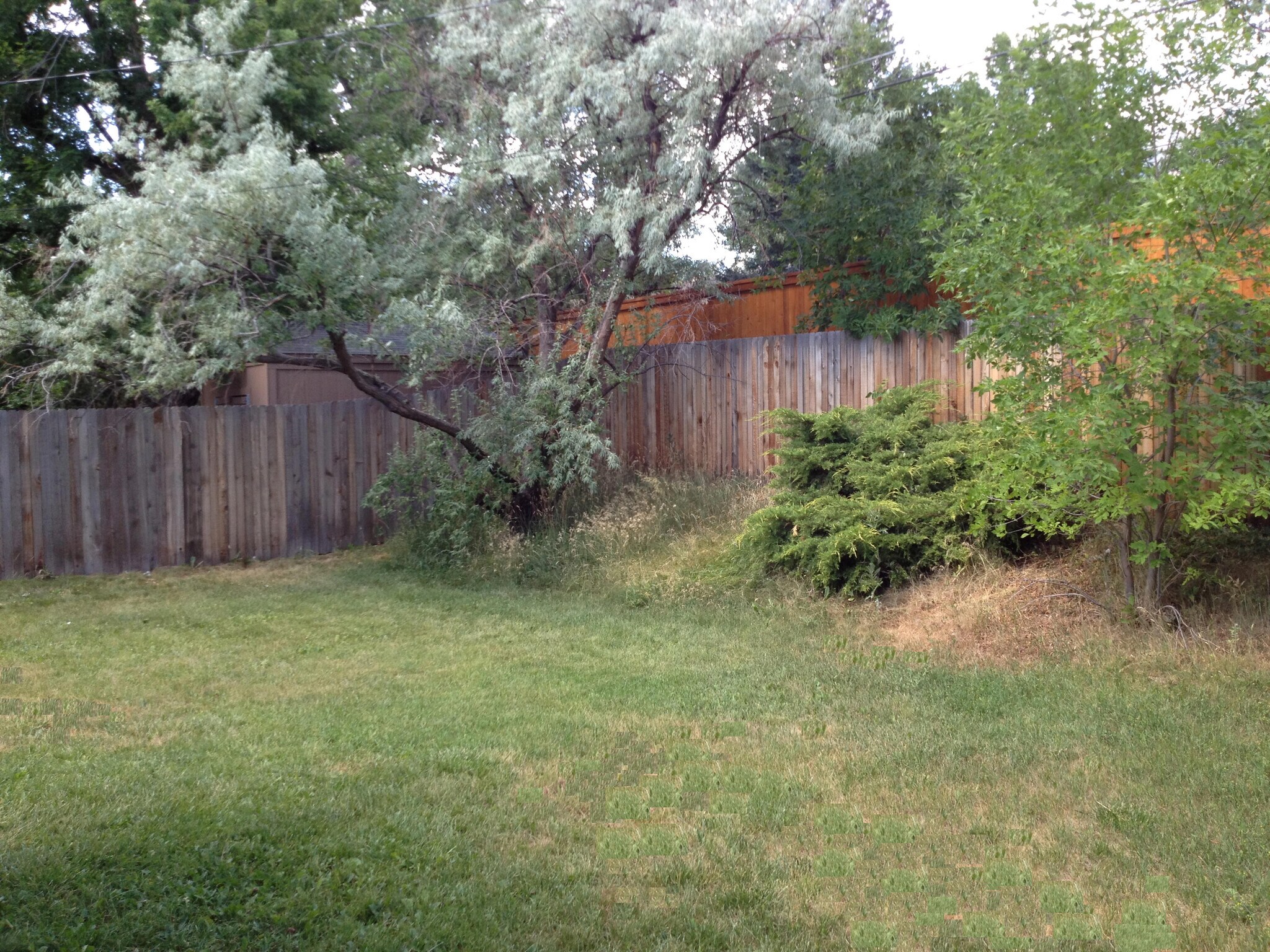 Yard - 1265 Fairfield Dr