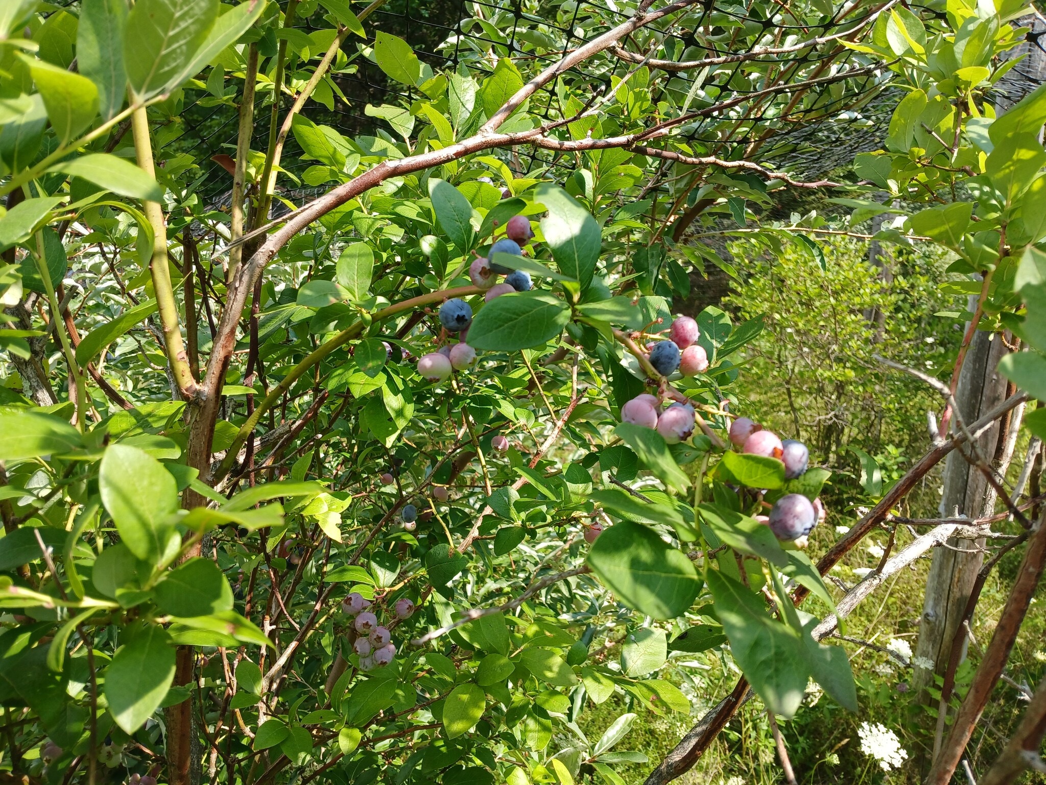 Caged blueberries - 115 Delta Dr