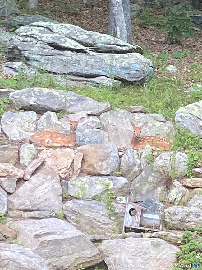 Building Photo - 237 Chestnut Hill Rd