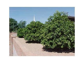 Landscaping - Sunland Village