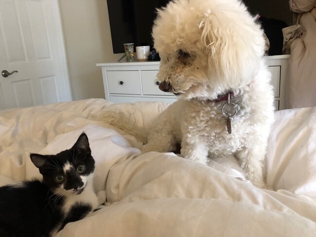 Furry Friends - Pet Paradise Stocker Gardens