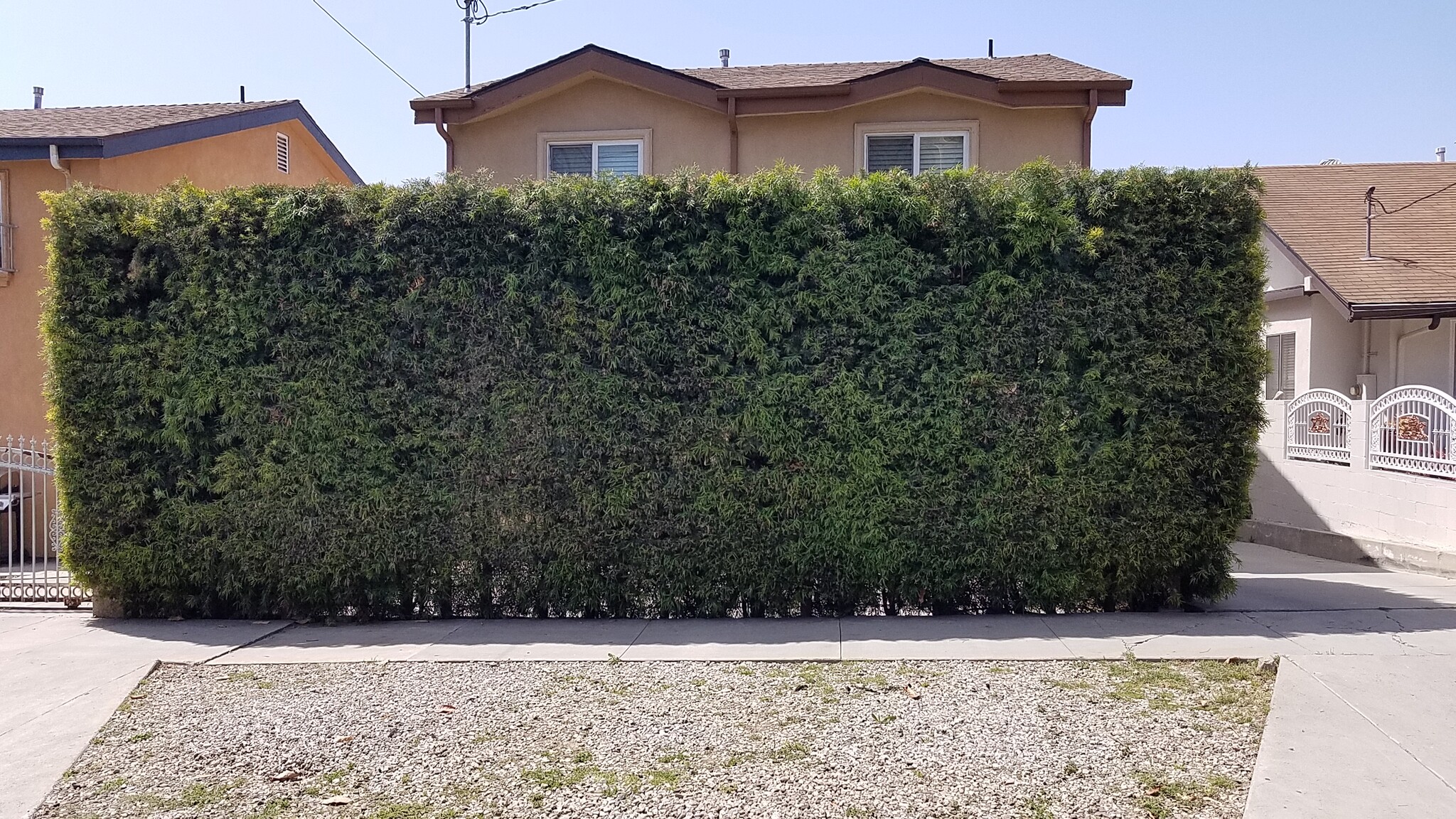 3424 Bellevue Current Privacy Hedge - 3424 Bellevue Ave