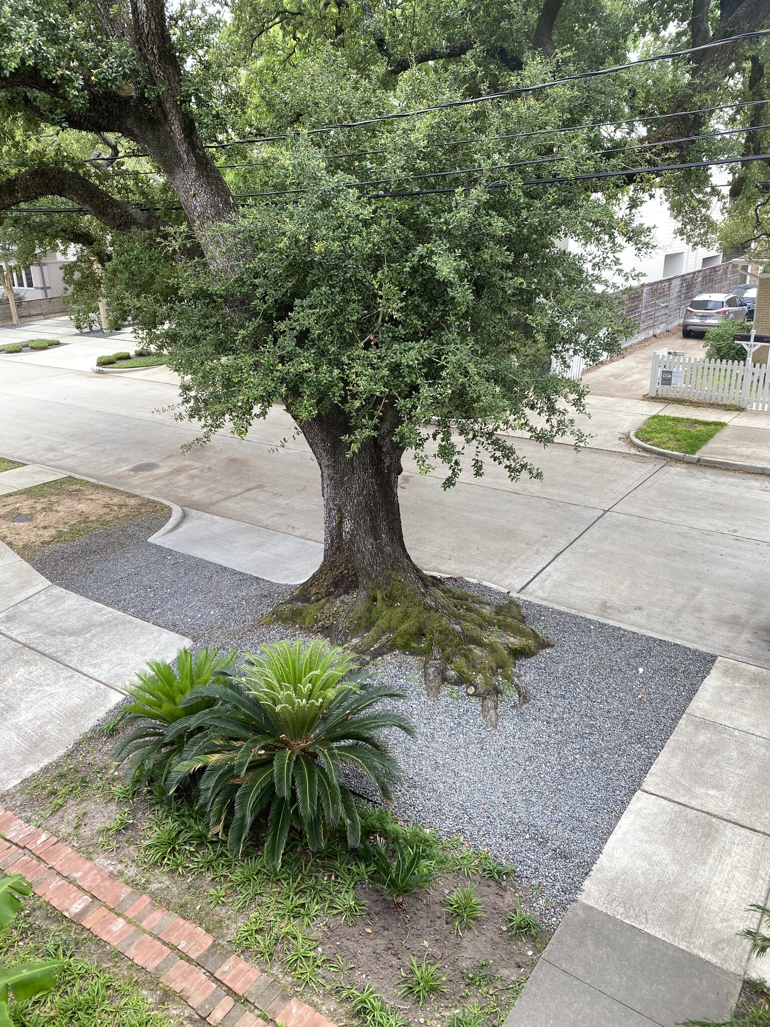 Massive Oak from upstairs - 812 Branard St