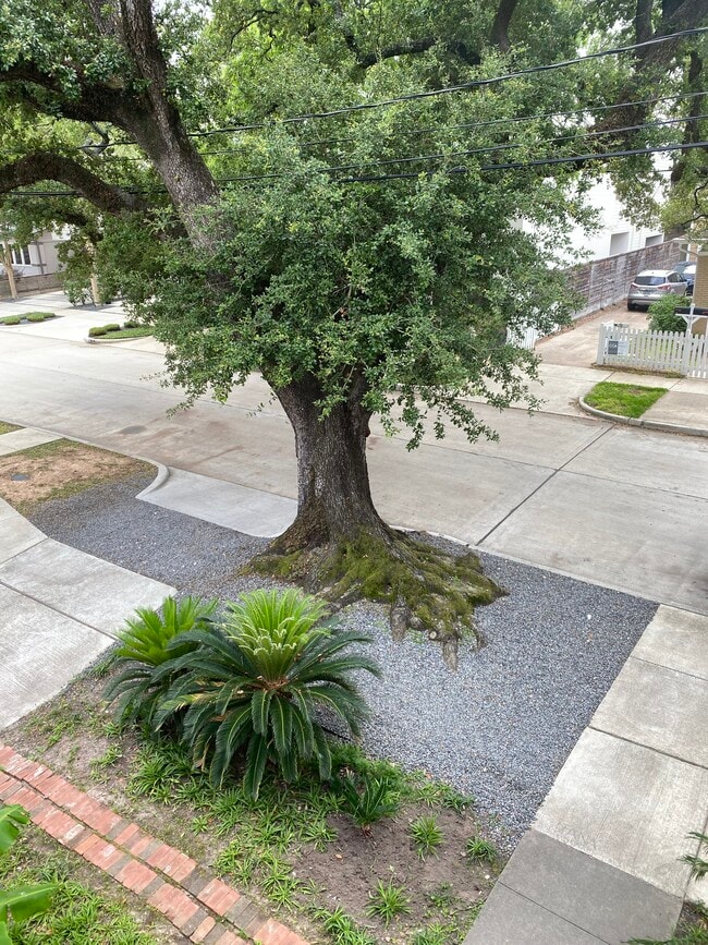 Massive Oak from upstairs - 812 Branard St