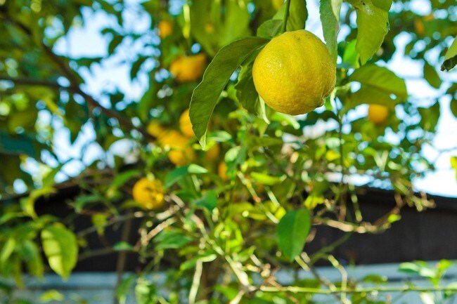 Building Photo - 128 S Brighton St