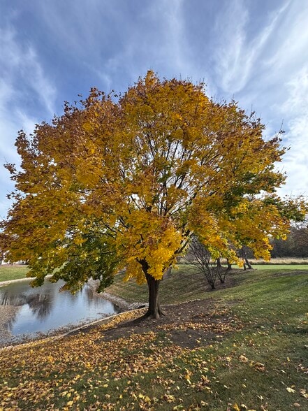 Backyard - 1702 Saint Ann Dr