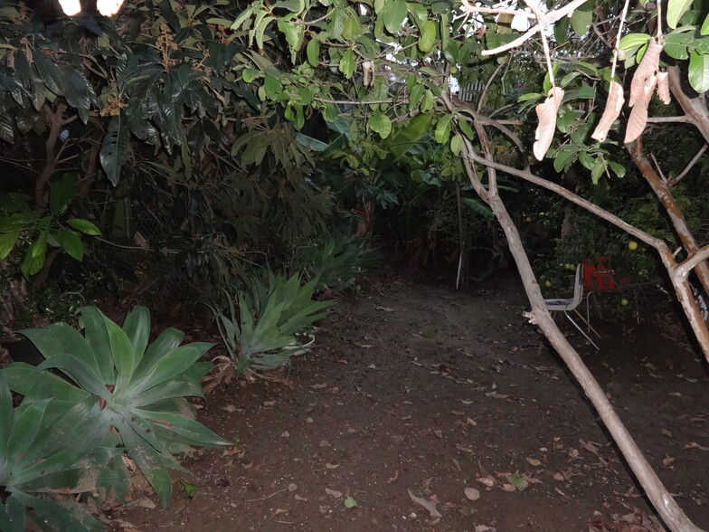 back yard - 1972 Avalon St