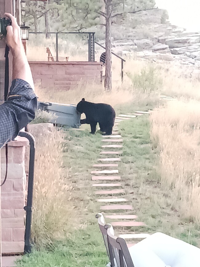 A visiting bear cub - 600 Indian Lookout Rd