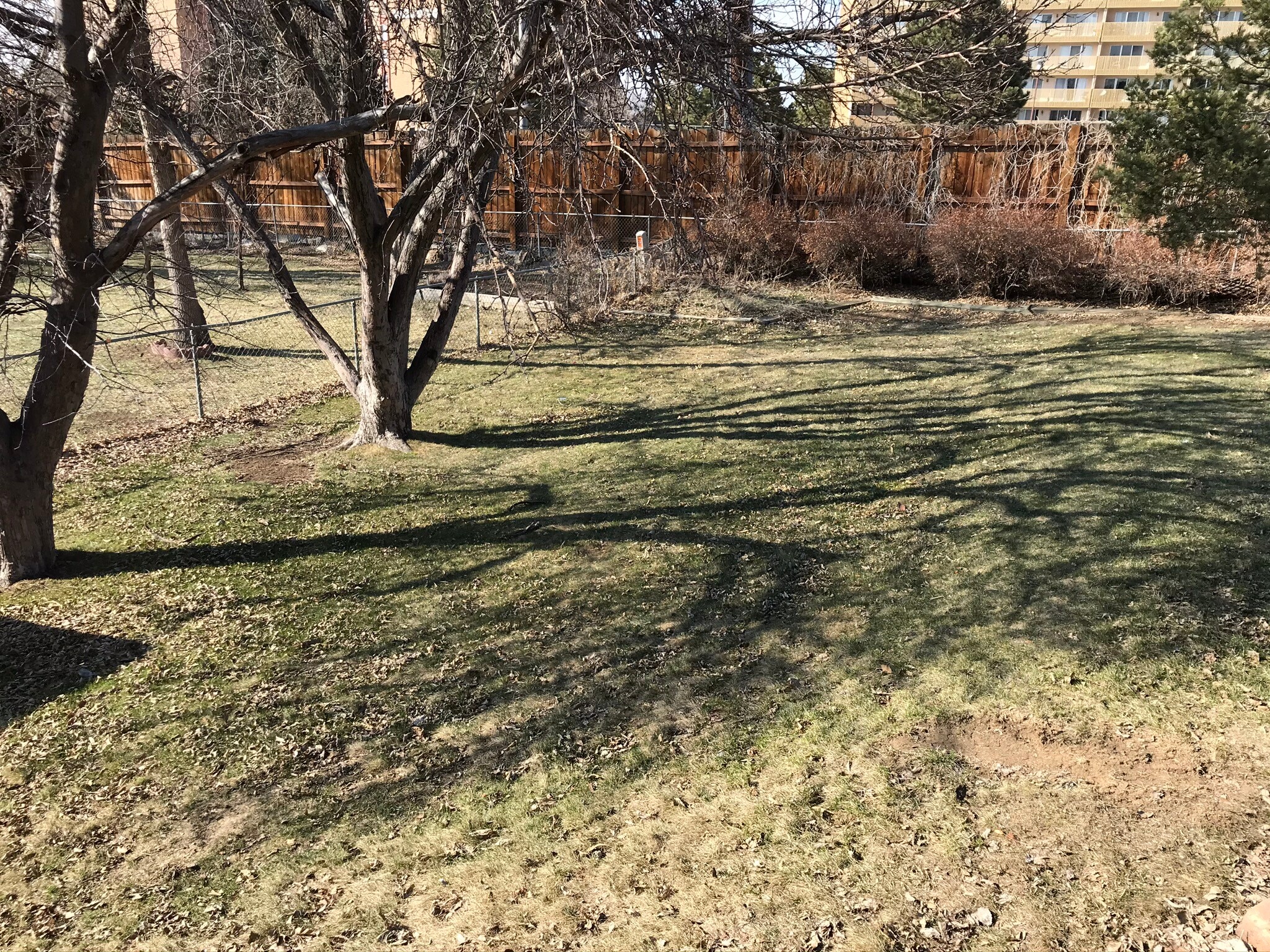 Apple trees in the backyard - 7991 E Hampden Cir