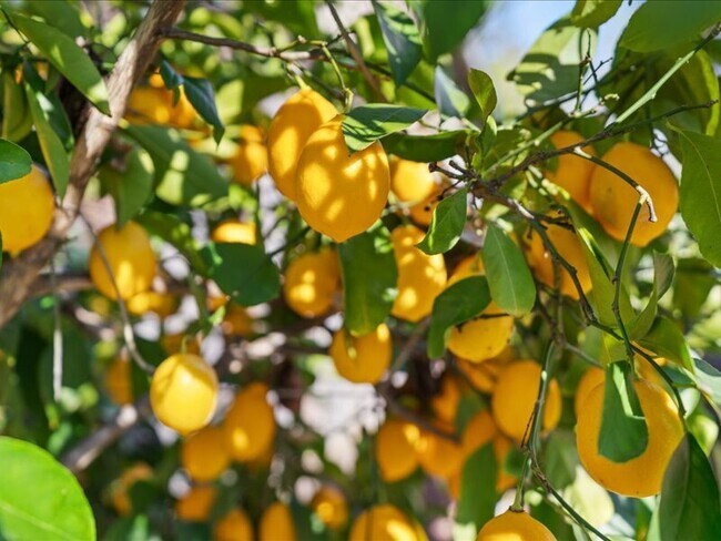 Building Photo - 349 Almond Way