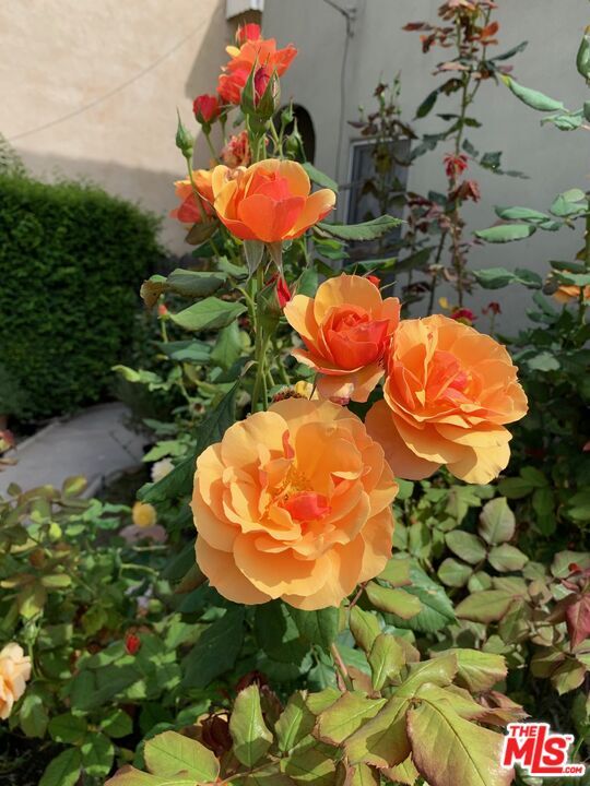 Building Photo - 8673 W Olympic Blvd