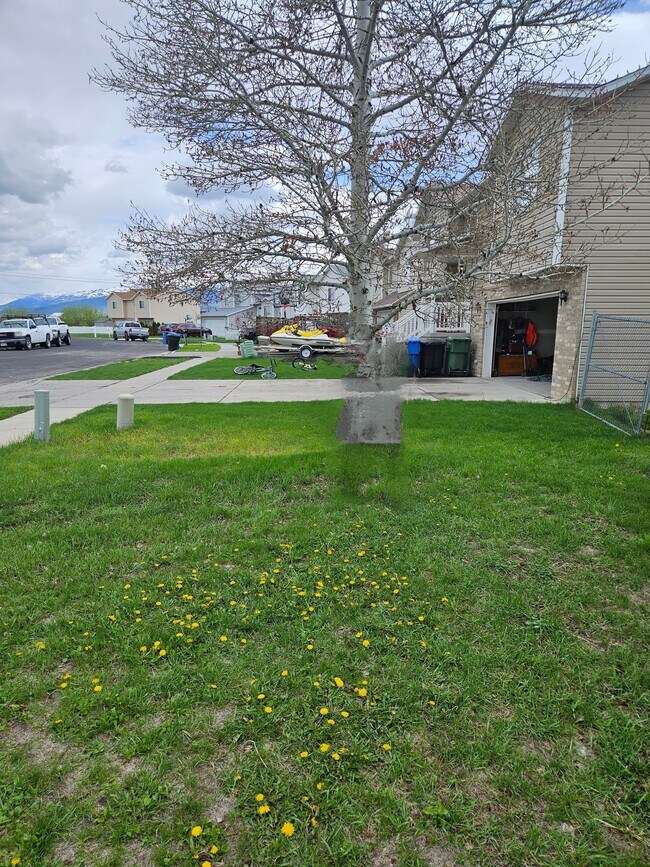 Front garden - 241 Sunstone Cir