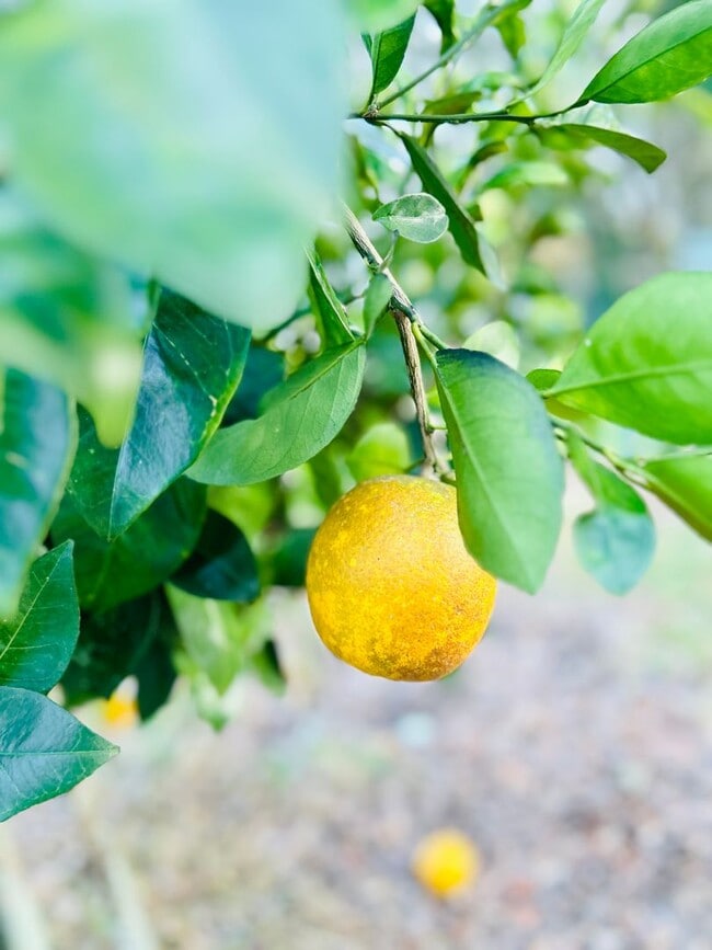 Building Photo - COMPLETELY RENOVATED MOBILE HOME