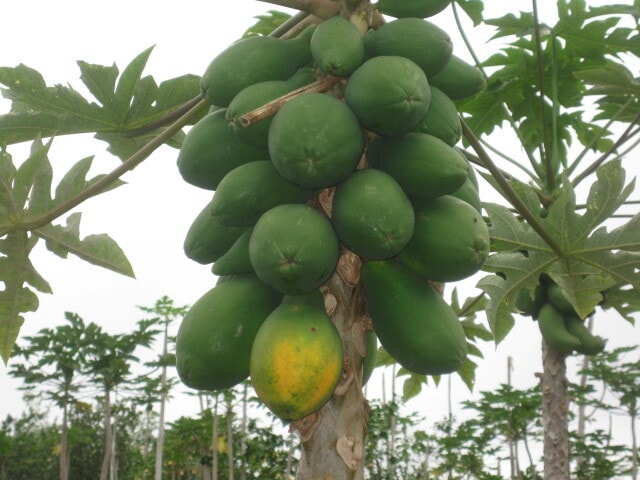 Building Photo - 87 Mamalahoa Hwy
