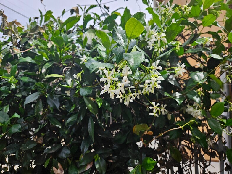 Spring Star Jasmine - 3424 Bellevue Ave