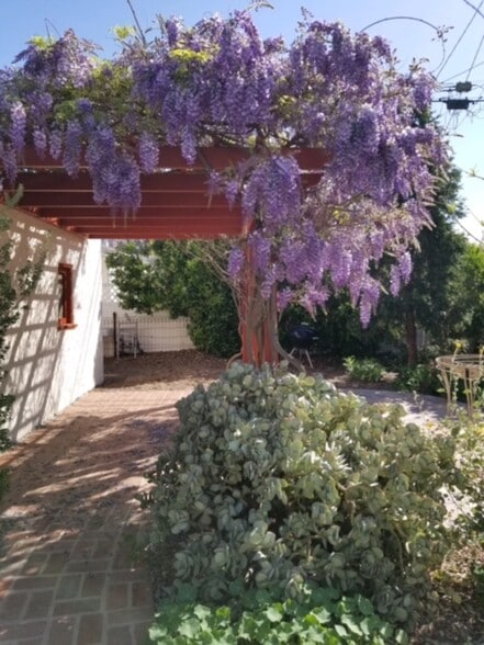 Blooming wisteria tree above gazebo - 634 N Naomi St