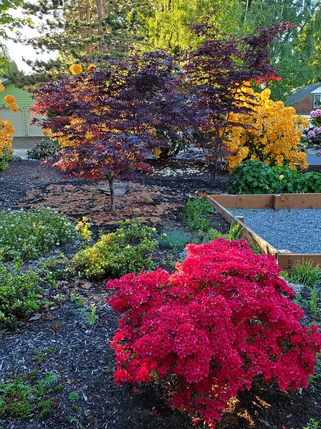 Flowers with no lawn - 8120 Kitamat Way