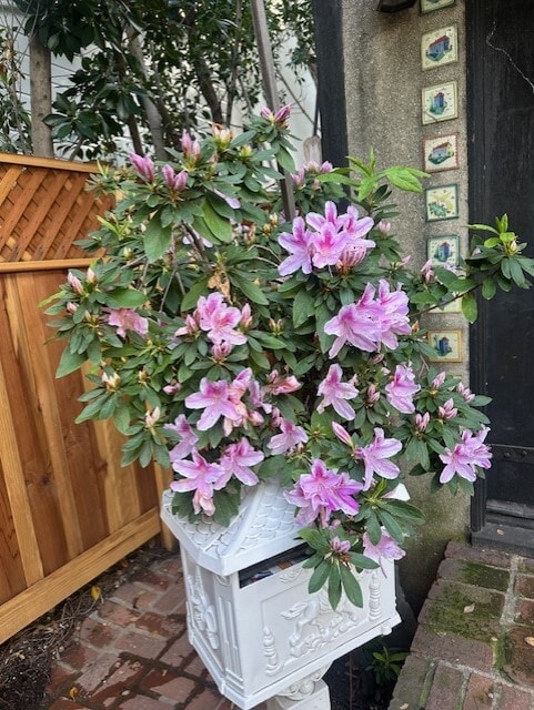 During Blooming time, these flowers are there to welcome you home! - 367 Beloit Ave