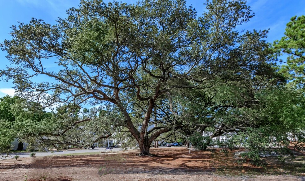 Iconic Live Oak Garden - Arbor Trace