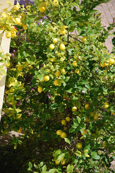 Lemon Tree - 217 Poinsettia S Pl