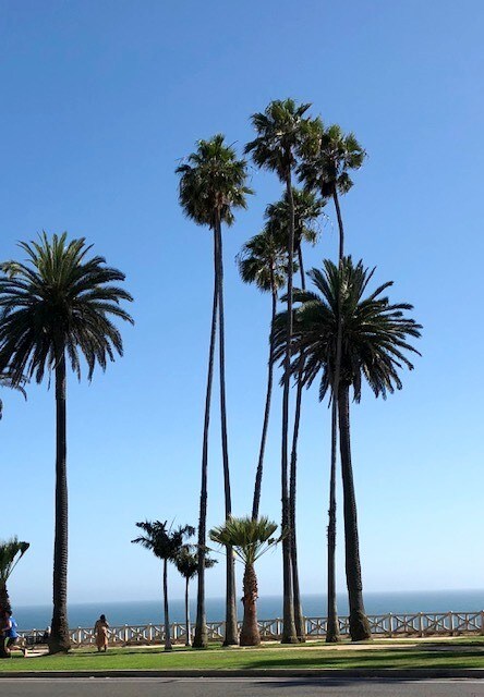 Santa Monica palms - 817 6th St