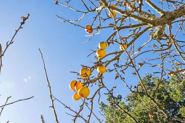 Building Photo - Charming 4BR Home Available in Private Portola Valley Cul de Sac