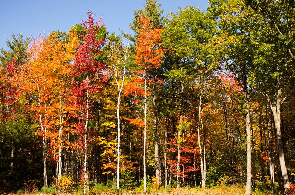 backyard view Fall - 117 Cemetery Rd