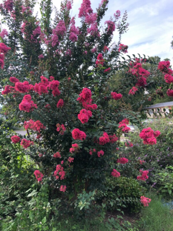 2500 Bainbridge St 2500 Bainbridge St Richmond VA 23225 Apartment